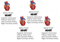 CARDIOLOGY